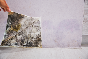 Mold behind the wall in a basement in Des Plaines, Illinois