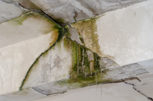 Mold growth in the basement of a house in Des Plaines, Illinois